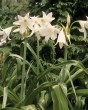 crinum powelii album